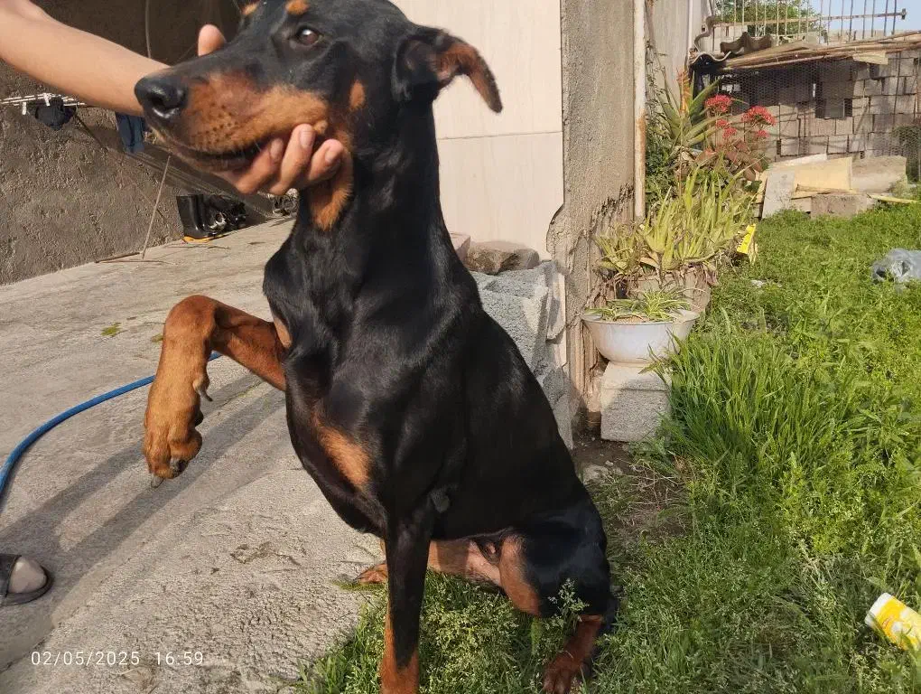 دوبرمن ماده اوکراینی اصیل.معاوضعه|سگ|آستانه سرا, |دیوار