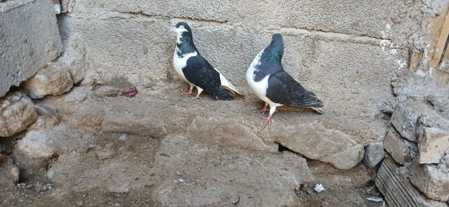 پرنده|پرنده|نیشابور, فضل|دیوار