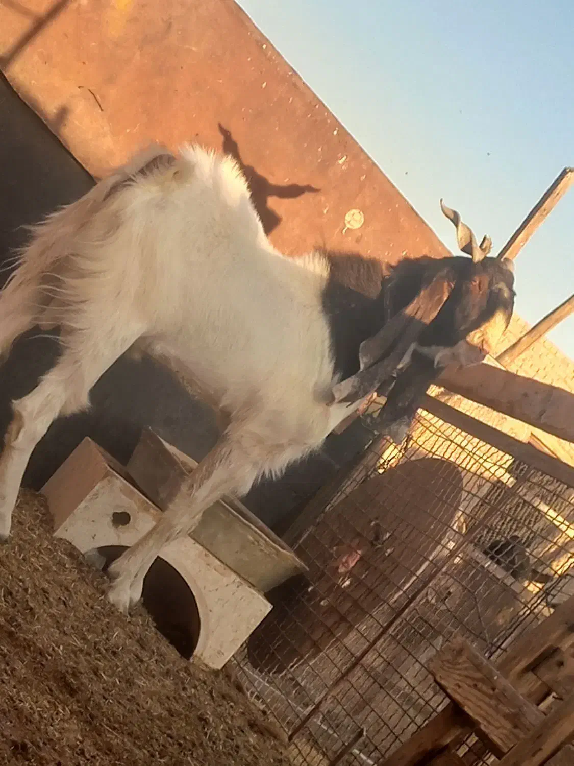 آراس نر بز پاکستانی اصل با ۳راس بزغاله نر پاکستانی|حیوانات مزرعه|گرمسار, |دیوار