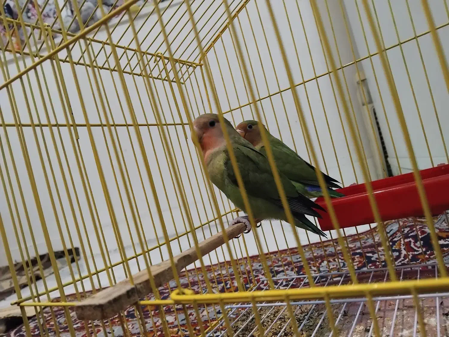 طوطی برزیلی فازدو هستم|پرنده|باوی, |دیوار