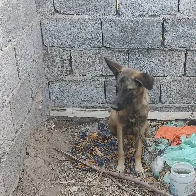 سگ مالینیوز|سگ|جیرفت, |دیوار