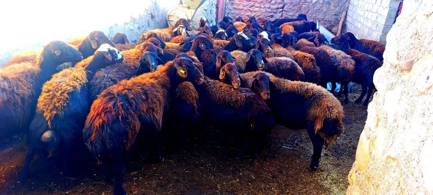 گوسفند.میش  ابستن|حیوانات مزرعه|تیکمه داش, |دیوار