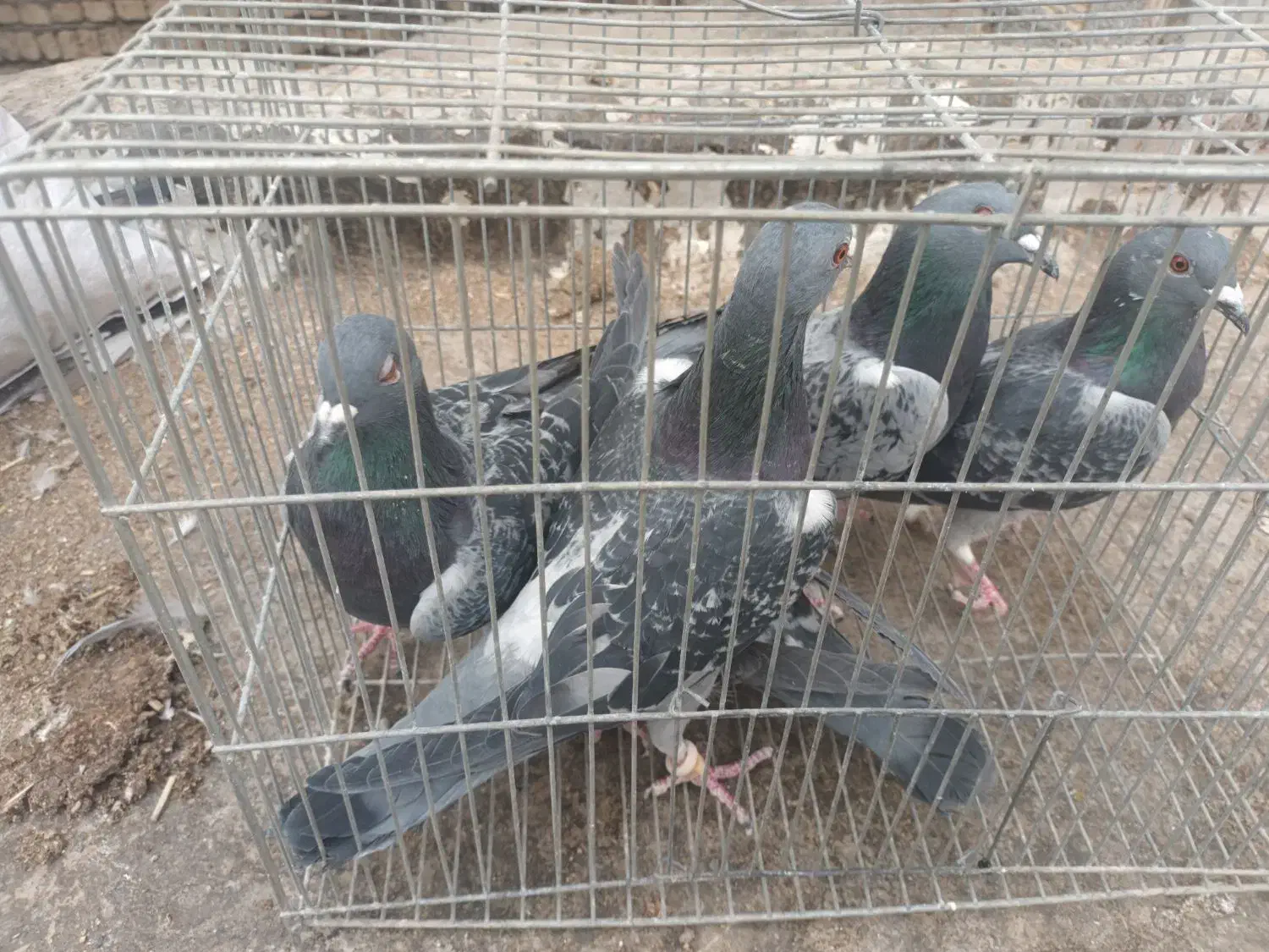 ۵ تا پلاکی هوش دار دونه ۳۰۰|پرنده|نجفآباد, جلال آباد|دیوار