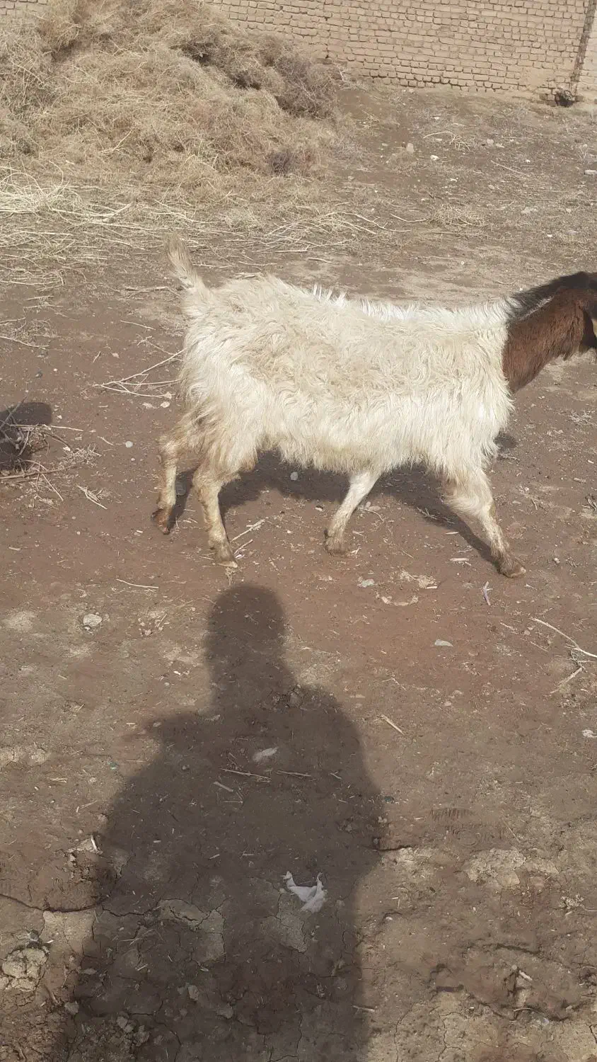 یک عدد بز زاییده|حیوانات مزرعه|سبزوار, قصبه غربی|دیوار