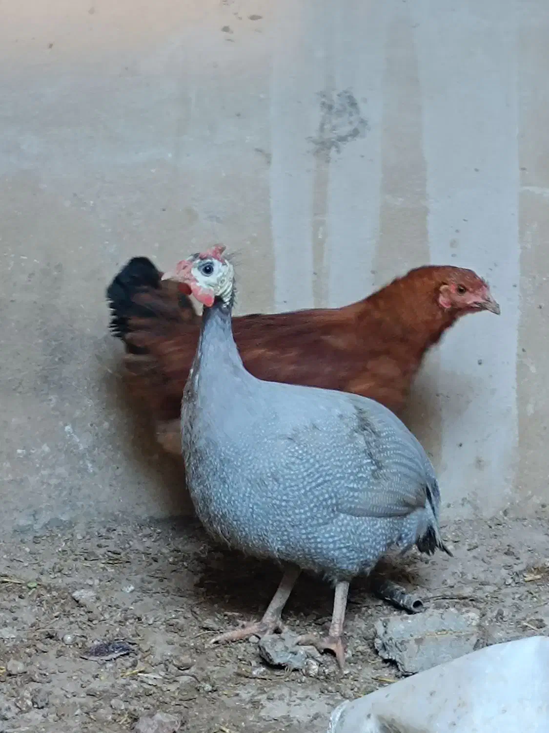 مرغ شاخدار|حیوانات مزرعه|شیراز, شهرک بهار|دیوار