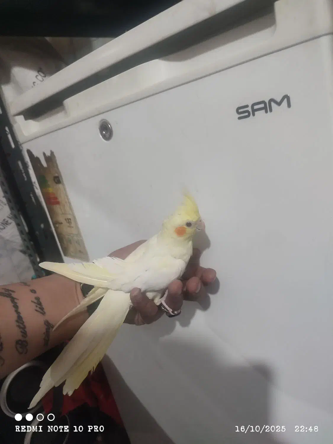 ۲تا عروس هلندی ۲ماه ونیم و ۱عروس هلندی ۴ماهه|پرنده|رباطکریم, رباطکریم|دیوار