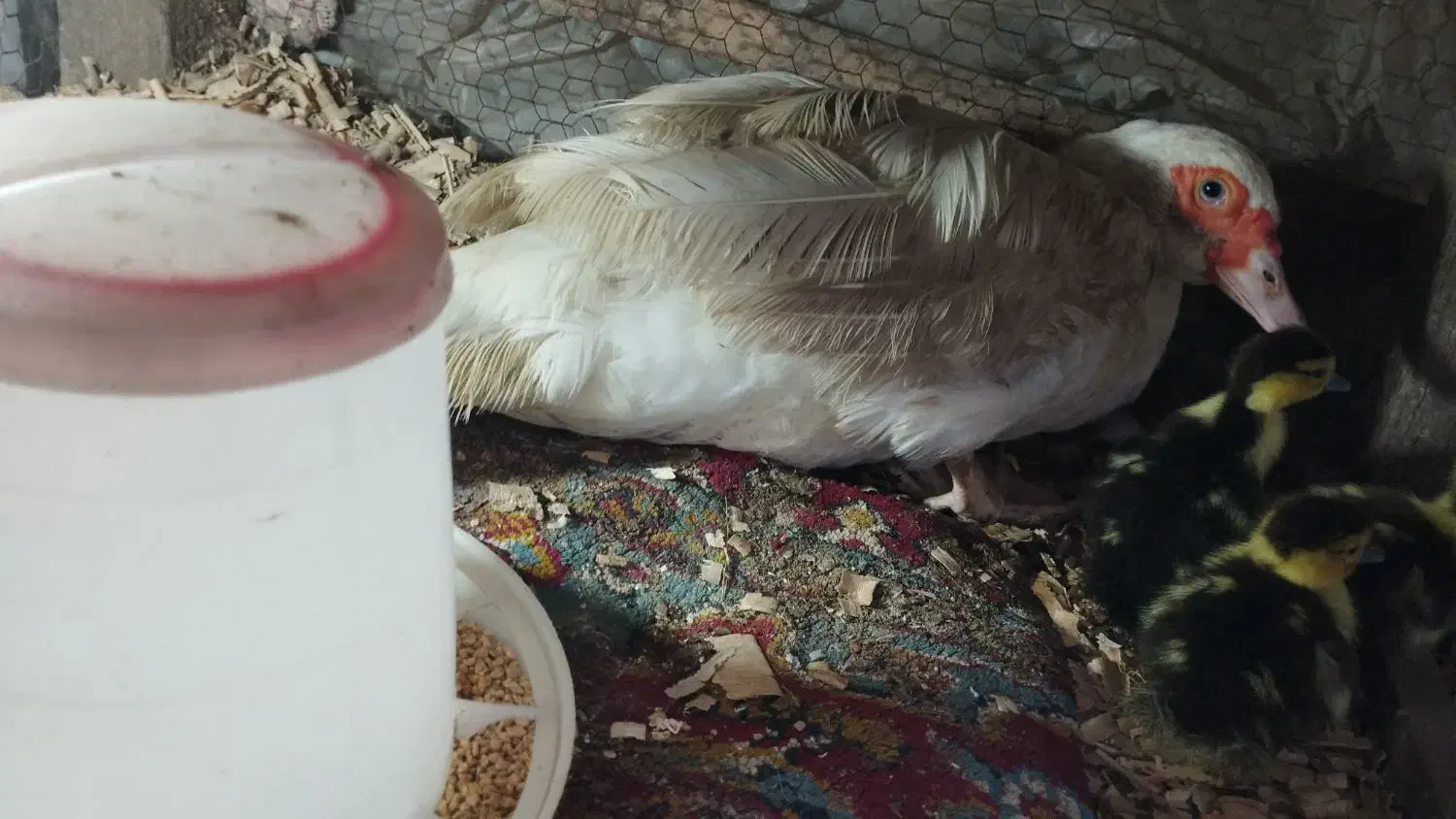 جوجه اردک مسکوی یا اسراییلی|حیوانات مزرعه|ساری, |دیوار