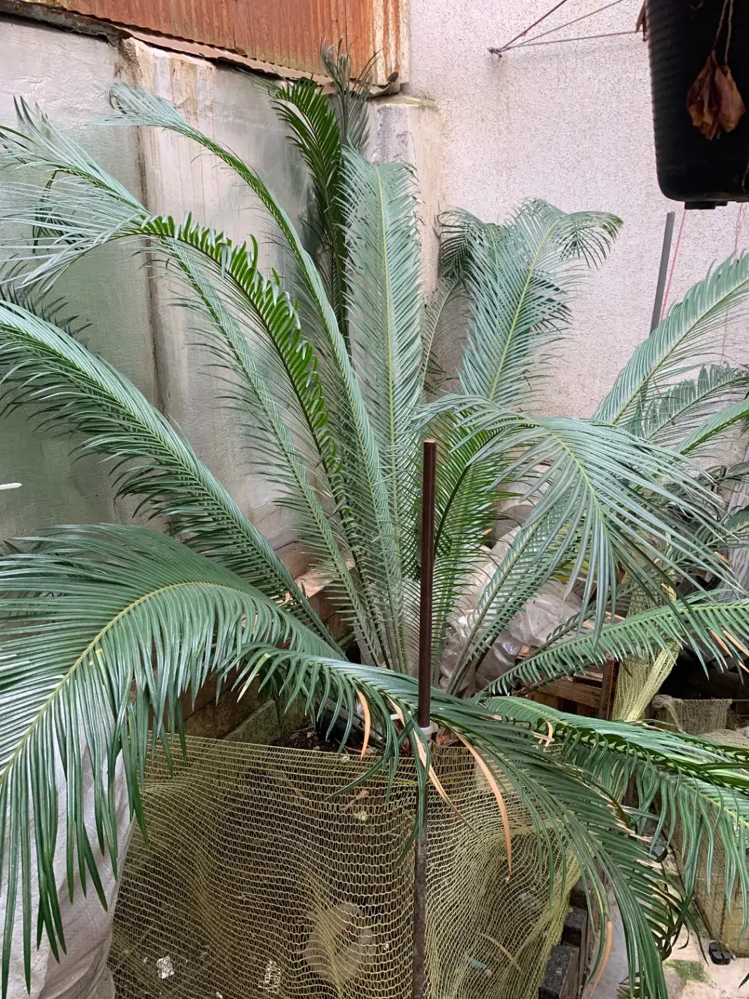 گل سیکاس ۱۲ ساله|گل و گیاه طبیعی|رشت, کوی بیانی|دیوار