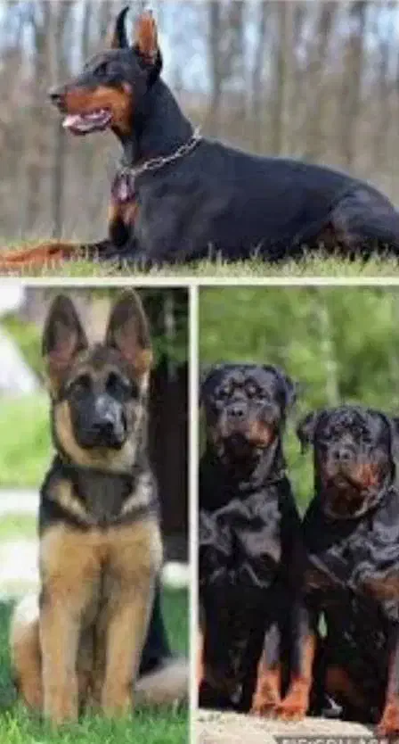 روتوایلر جسور، دوبرمن و ژرمن ، کنکورسو ماستیف|سگ|تهران, تجریش|دیوار