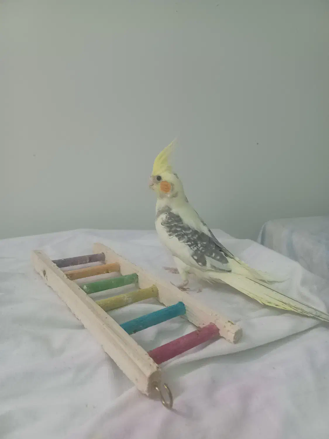 عروس هلندی نر|پرنده|مشهد, ادیب نیشابوری (شهرک غرب)|دیوار