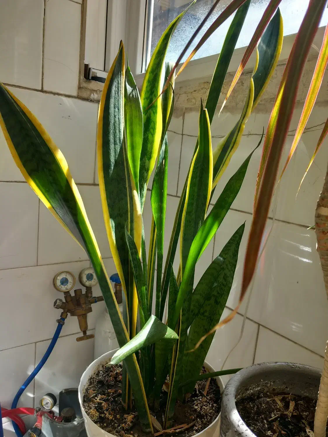 گل سانسوریا|گل و گیاه طبیعی|تبریز, |دیوار