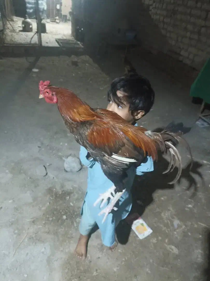 مرغ فروش فوری|حیوانات مزرعه|ایرانشهر, |دیوار