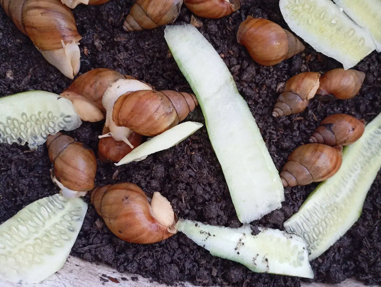 تعدادی حلزون آلبینو|خزنده|افزر, |دیوار