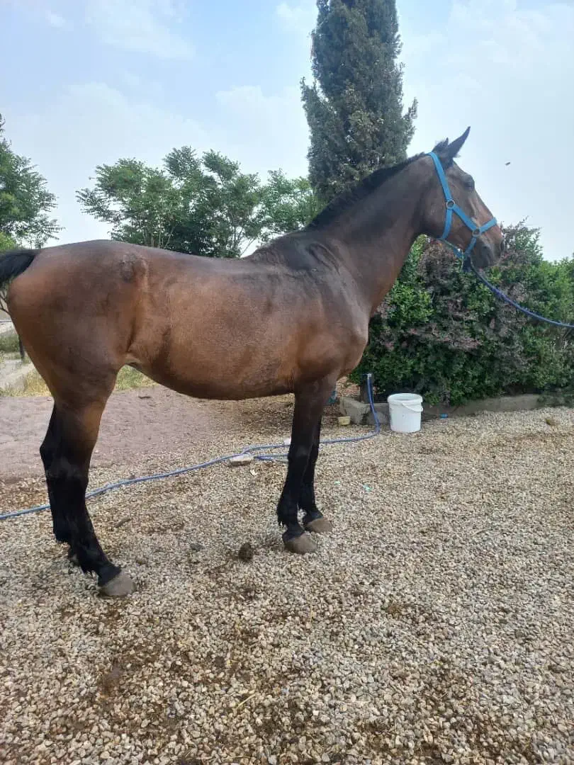 مادیان یکسر|اسب و تجهیزات اسب‌سواری|تهران, بوستان چیتگر|دیوار