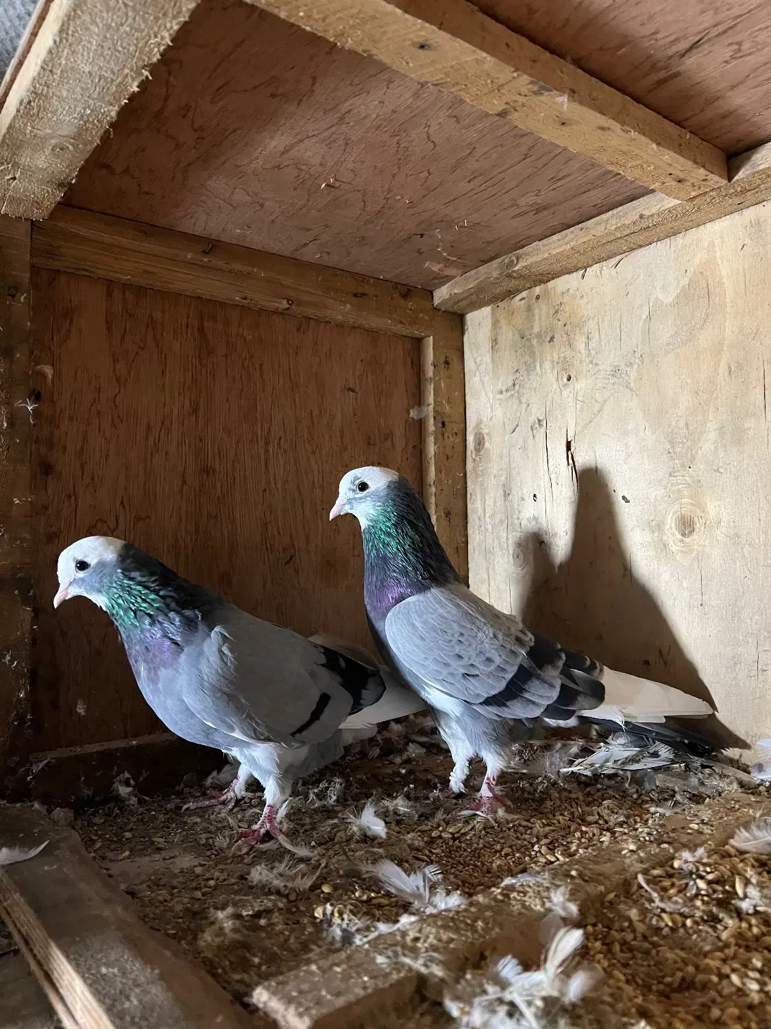 کبوتر|پرنده|گرگان, |دیوار