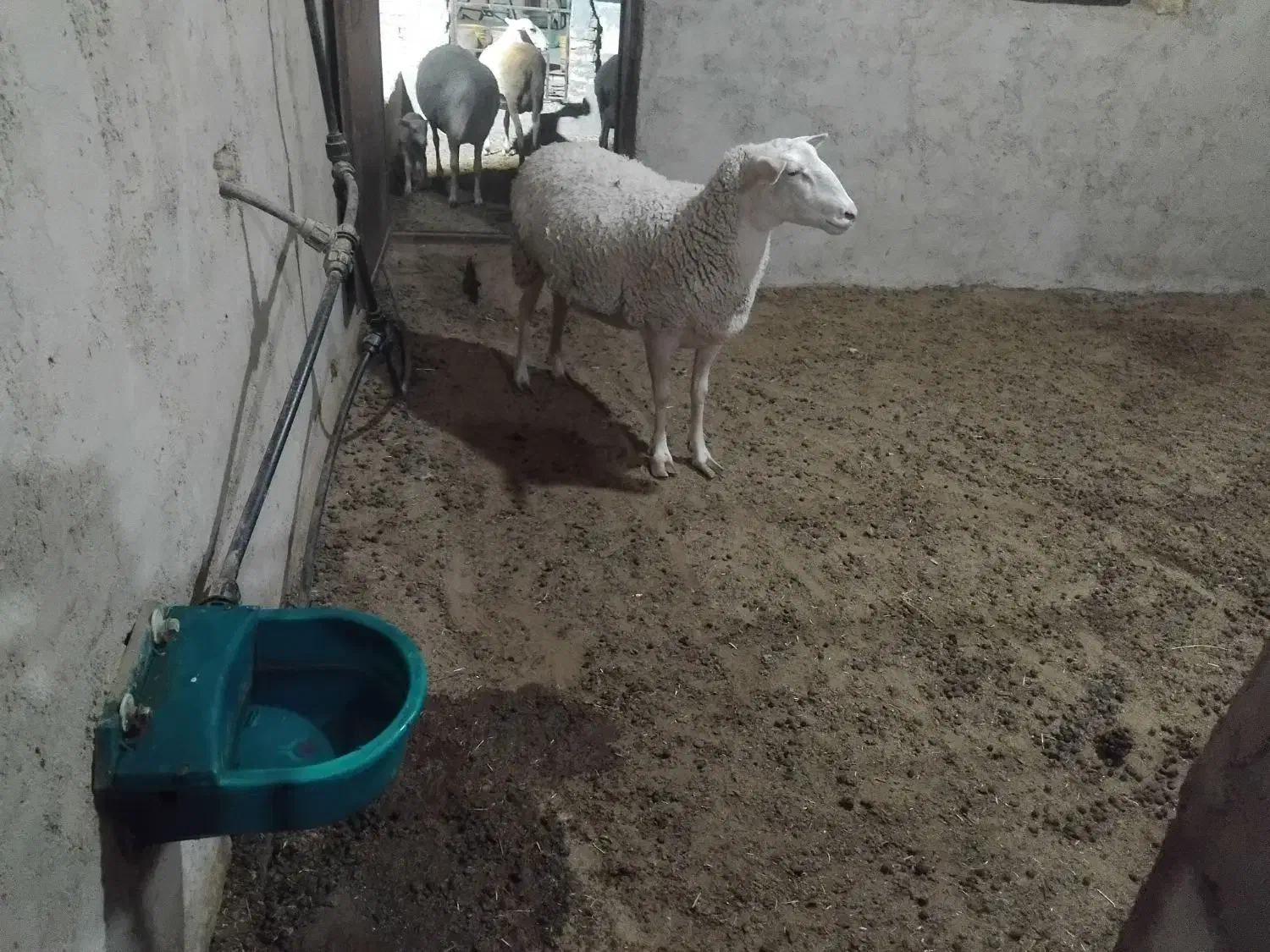 میش لاکن|حیوانات مزرعه|اشکذر, |دیوار