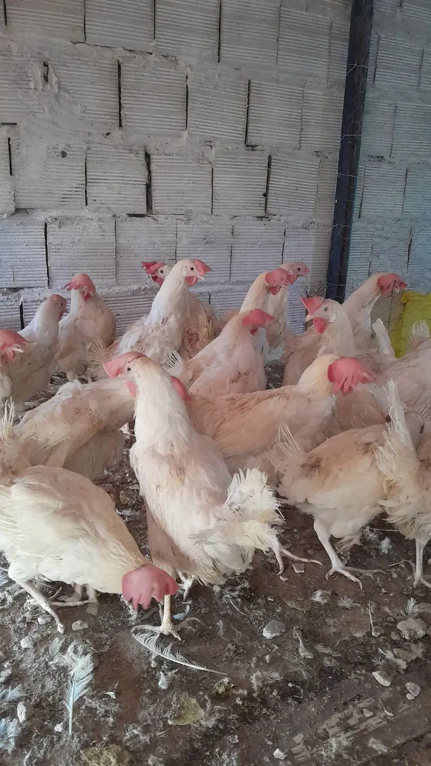 مرغ سفیداول ماه|حیوانات مزرعه|قم, بیانی|دیوار