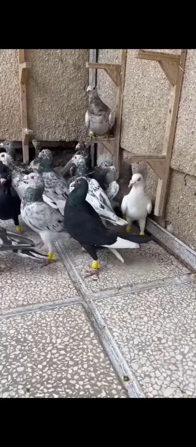 به برای هوا میخای بیا پی|حیوانات|اصفهان, قهجاورستان|دیوار