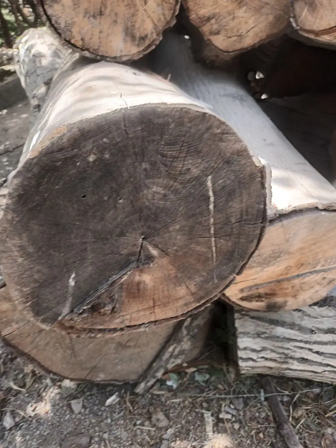 فروش چوب گردو|عمده‌فروشی|زیباشهر, |دیوار