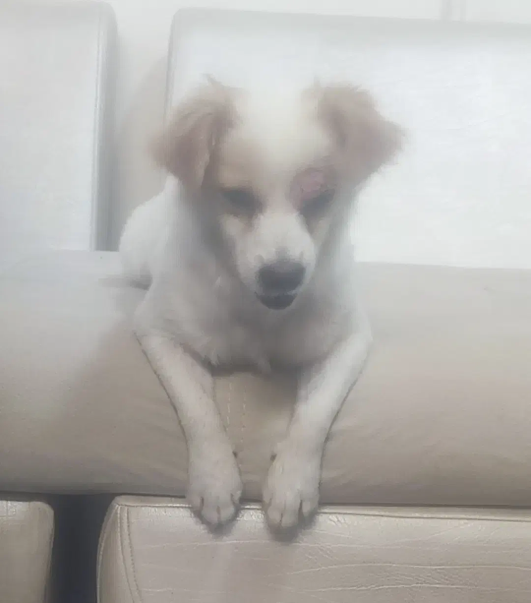 سگ گمشده|حیوانات|اراک, |دیوار