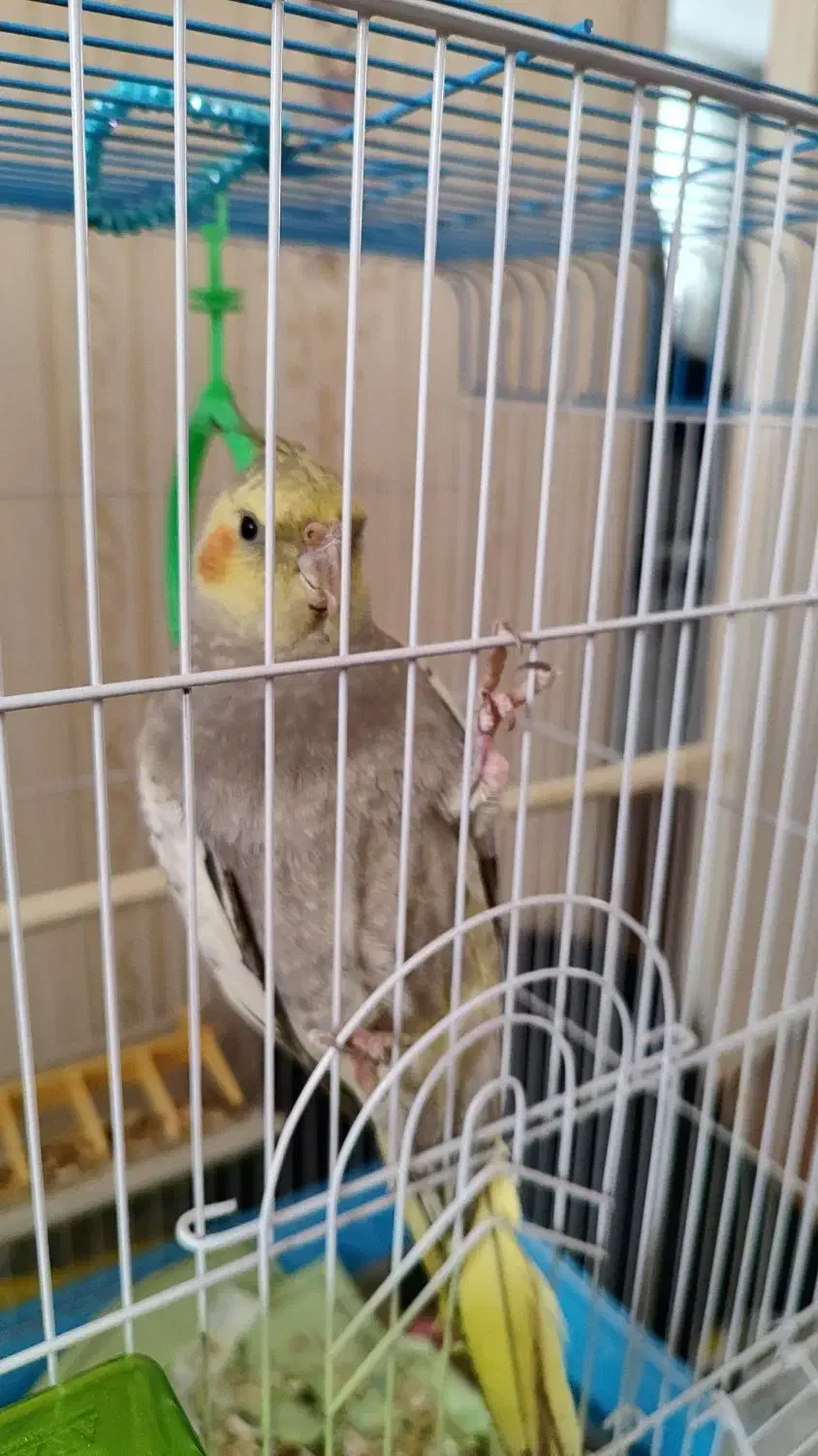 عروس|پرنده|قم, شهرک امام حسن|دیوار