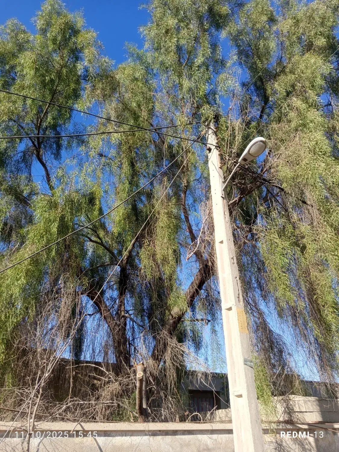 خرید چوب خدمات انجام حرص درخت وخرید چوب|خدمات باغبانی و درختکاری|بندرعباس, |دیوار