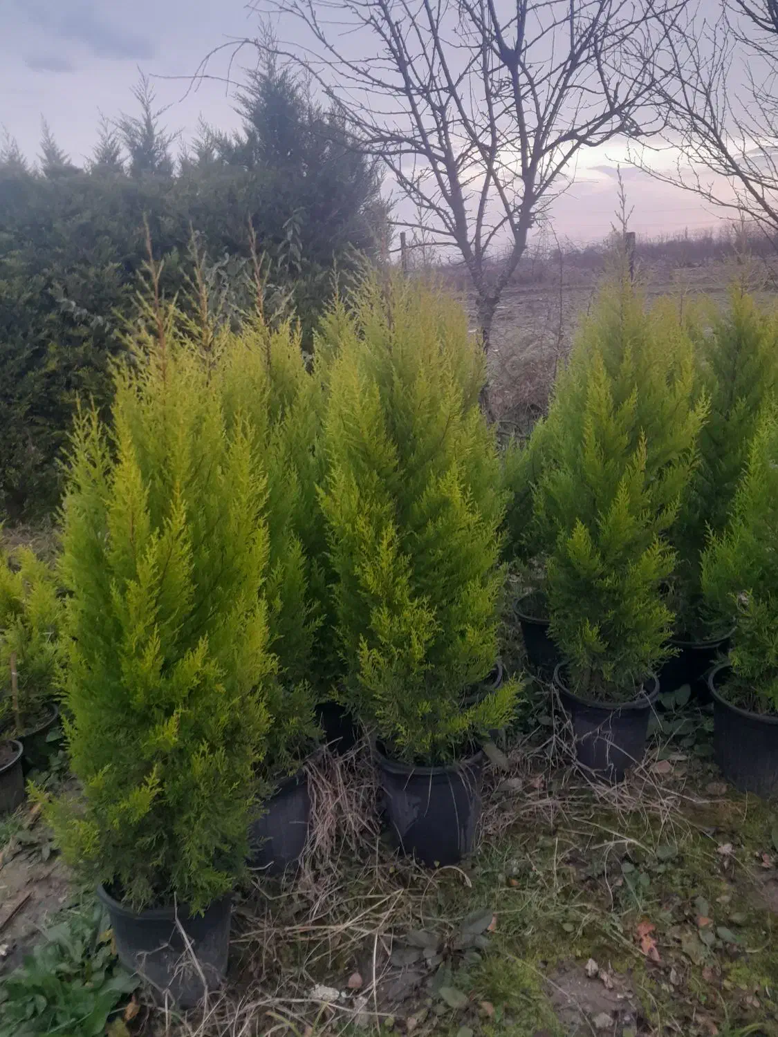 فروش لاوسون|گل و گیاه طبیعی|واجارگاه, |دیوار