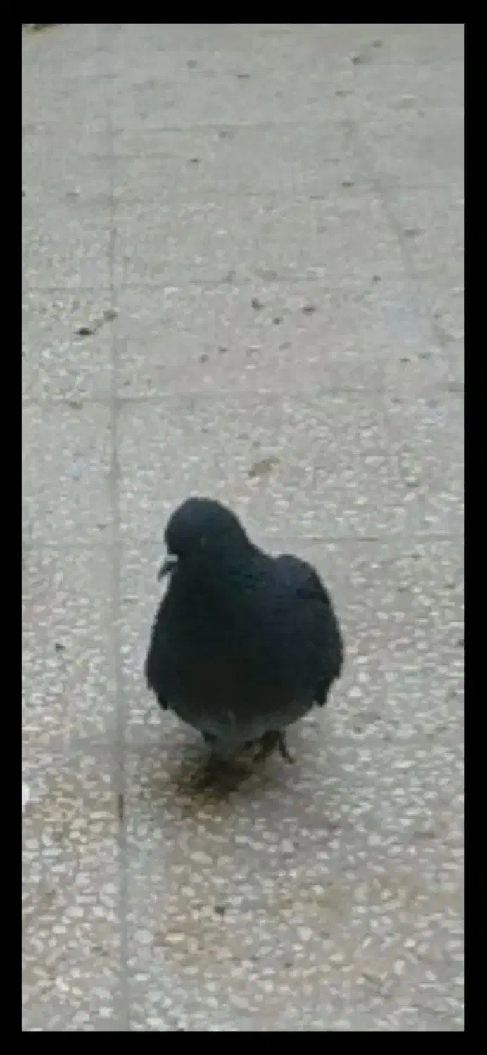 کفتر|اشیا|الیگودرز, |دیوار