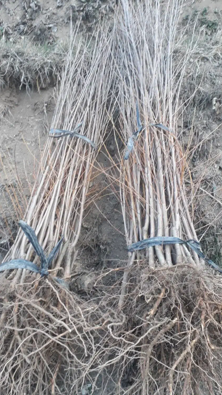 فروش انواع نهال اصلاح شده ضمانتی ارتفاع۳متری|خدمات باغبانی و درختکاری|سنندج, |دیوار