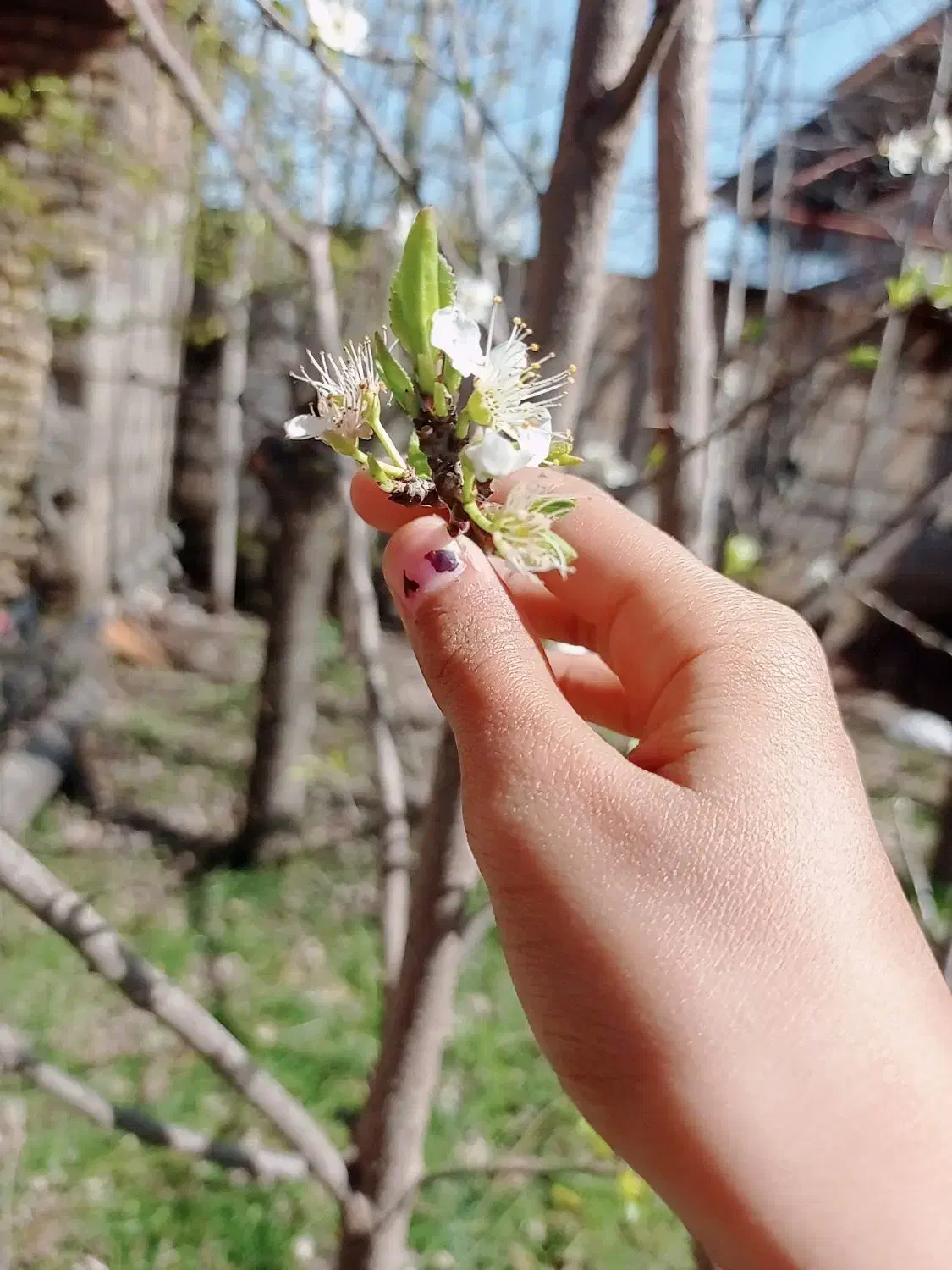 طلا پیداشده|جواهرات|آق قلا, |دیوار