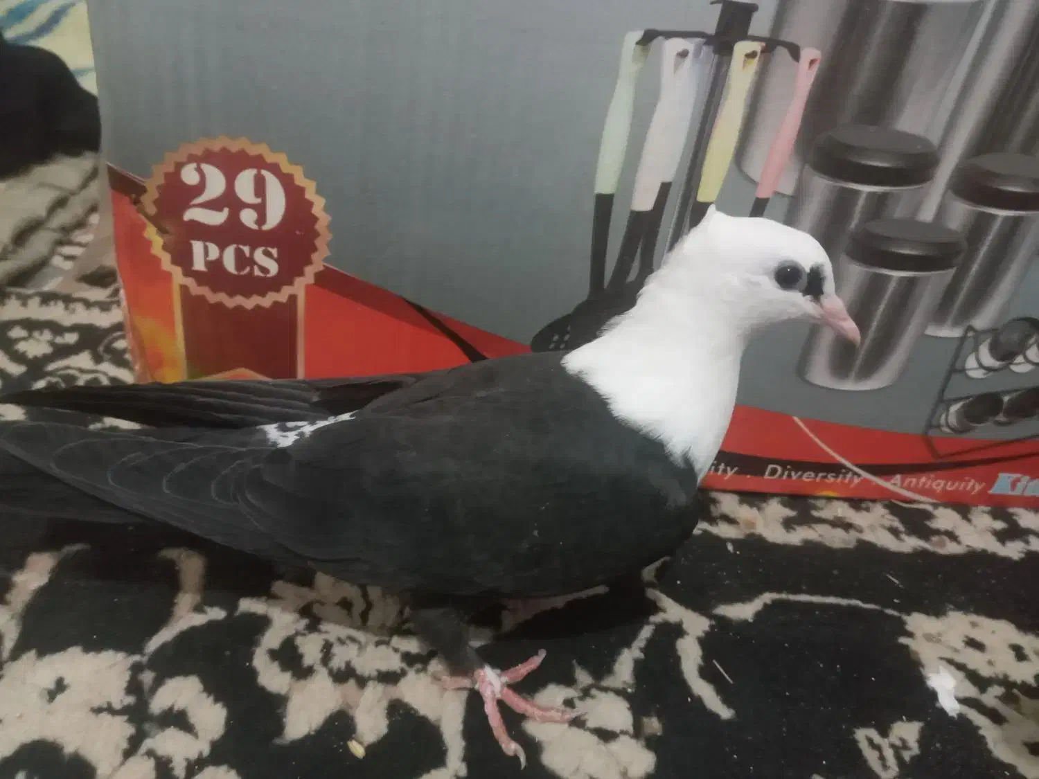 یک جفت جوجه کل سفید کلایی عروسک|پرنده|گنبکی, |دیوار