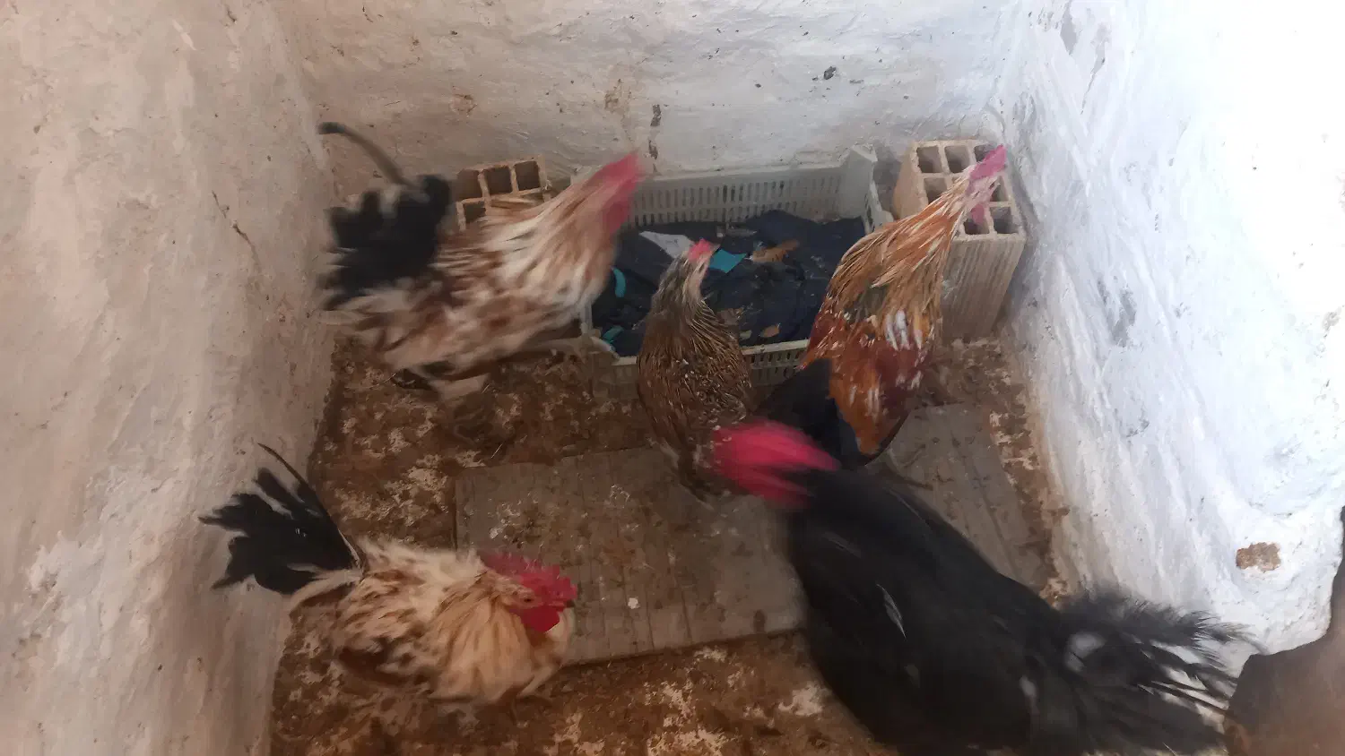 فروش خروس گلین ۷ ماهه سالم|حیوانات مزرعه|باسمنج, |دیوار