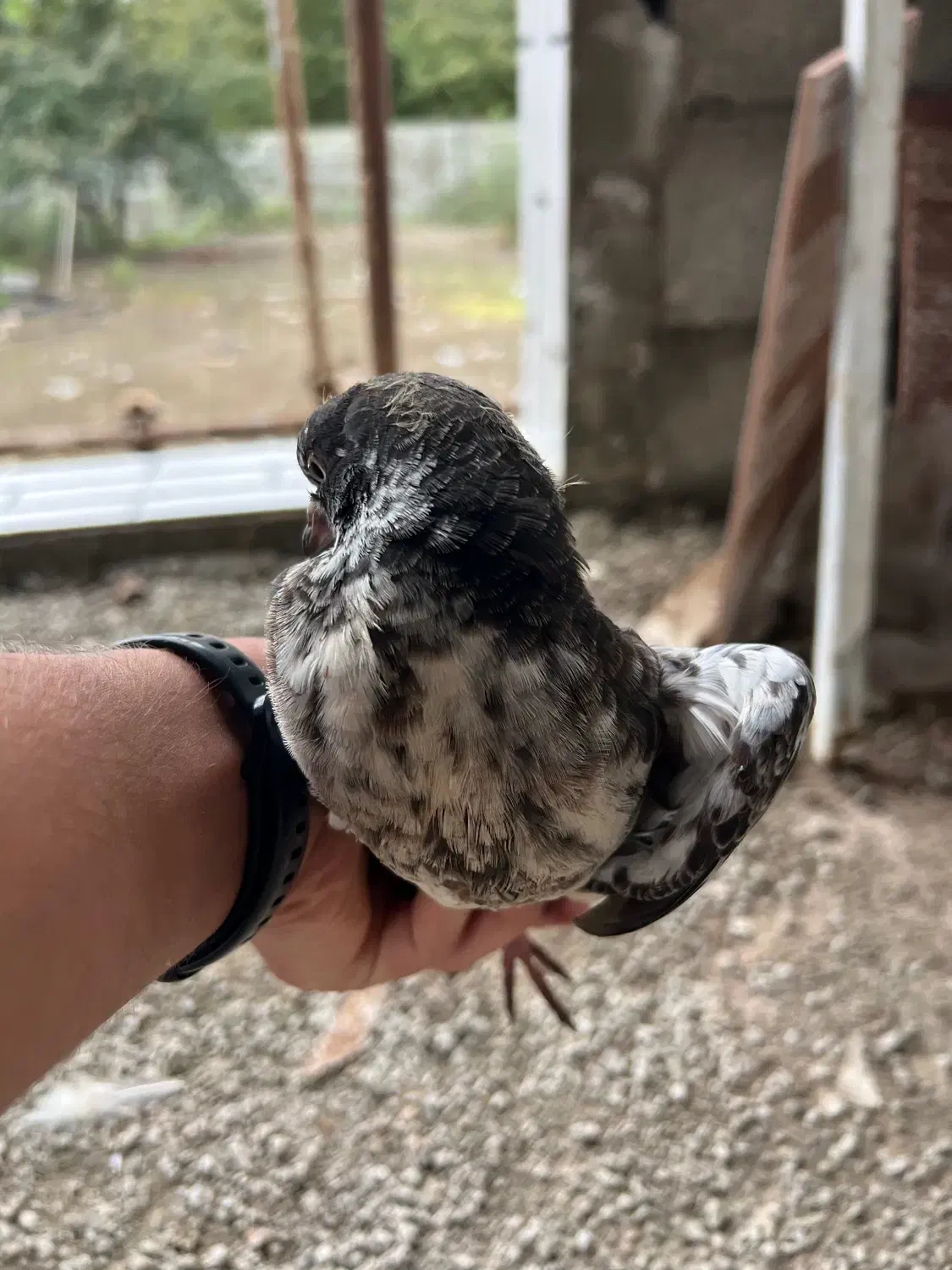 فروش یک جفت کبوتر پرشی|پرنده|رضوانشهر, |دیوار