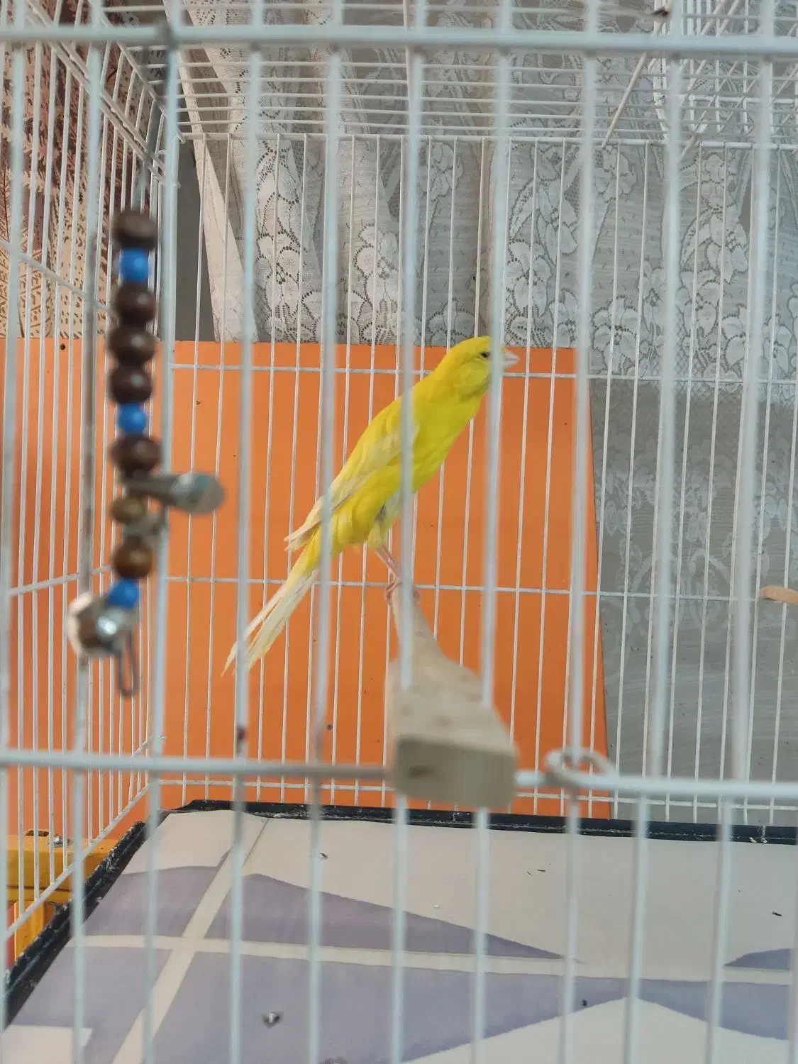 قناری رسمی بلند|پرنده|مشهد, امام خمینی|دیوار