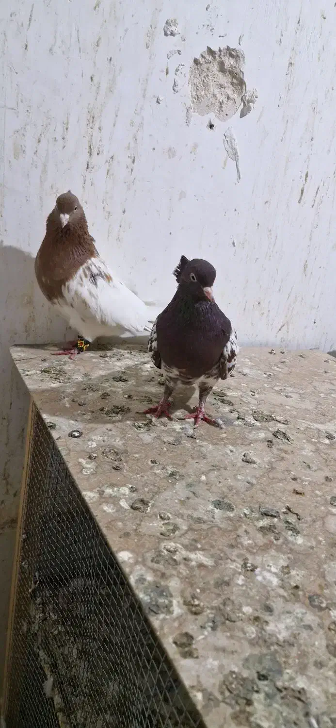 کبوتر|پرنده|مشهد, کوشک مهدی|دیوار