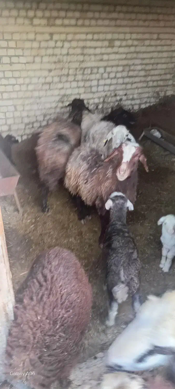 میش‌بره|حیوانات مزرعه|برخوار, |دیوار