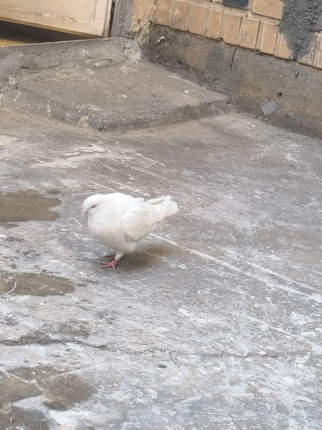 کبوتر گرفته|پرنده|گیلان غرب, |دیوار