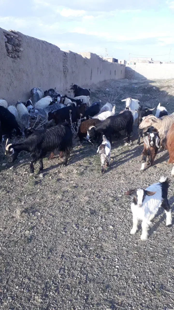 ۲۰ راس بز جوان|حیوانات مزرعه|شراء, |دیوار