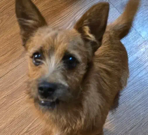 واگذاری یک قلاده توله نر|سگ|اصفهان, هزارجریب|دیوار