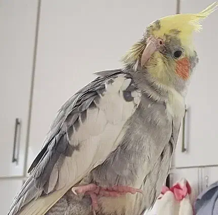 گمشده|حیوانات|اهواز, کیانشهر|دیوار