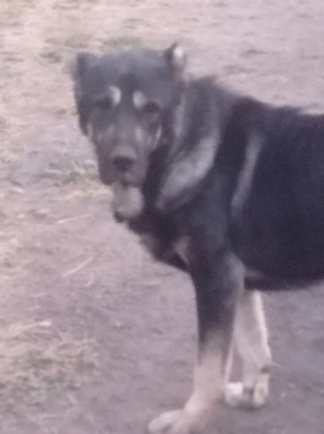 سگ عراقی|سگ|مراغه, |دیوار