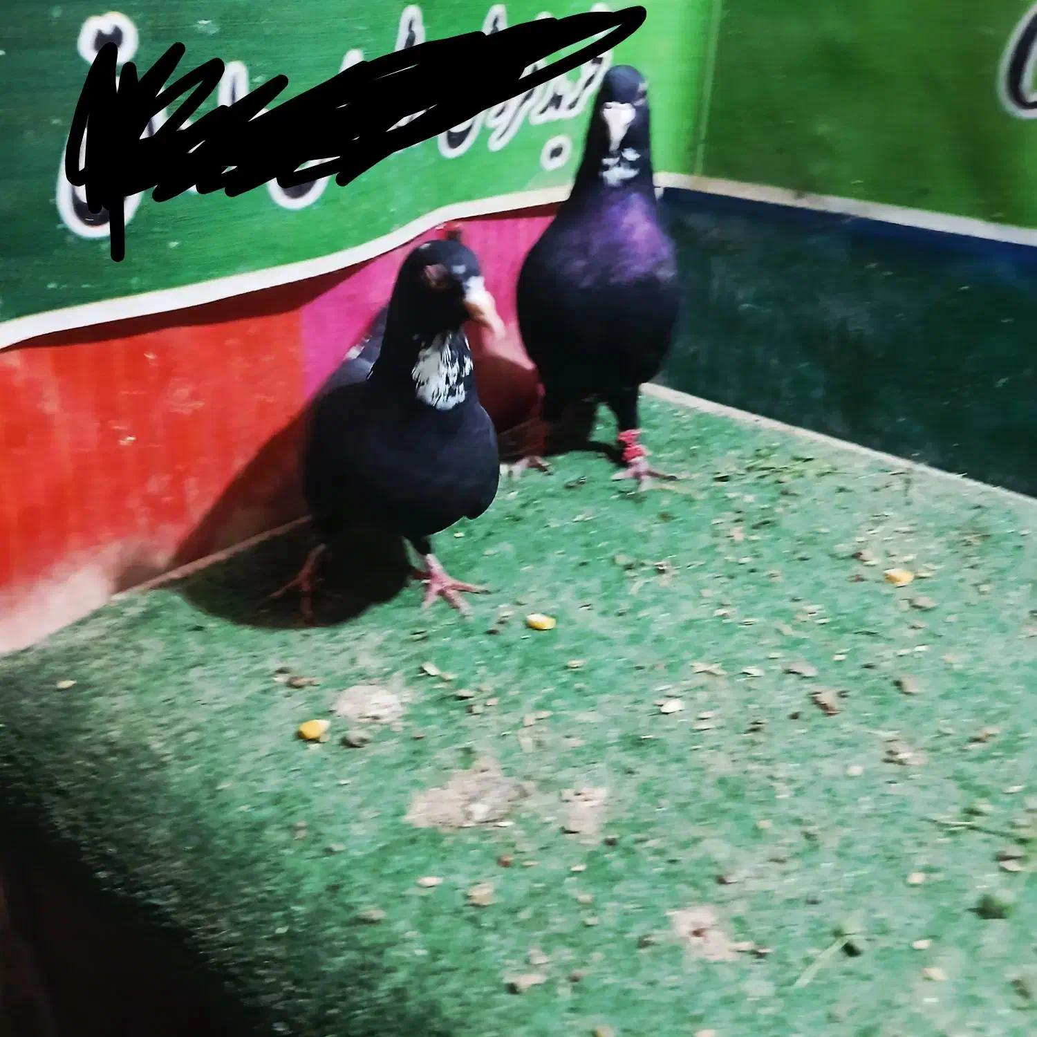 پلنگ|پرنده|راور, |دیوار