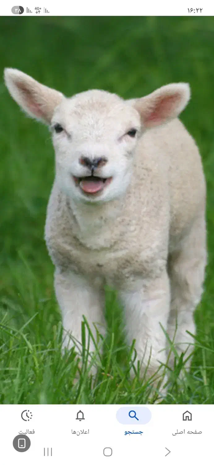 گوسفند فروشی در شهرک واوان|حیوانات مزرعه|بهارستان, |دیوار