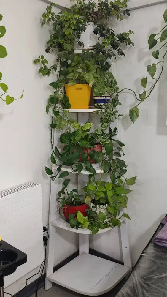 استند گل|گل و گیاه طبیعی|شیراز, زیباشهر|دیوار