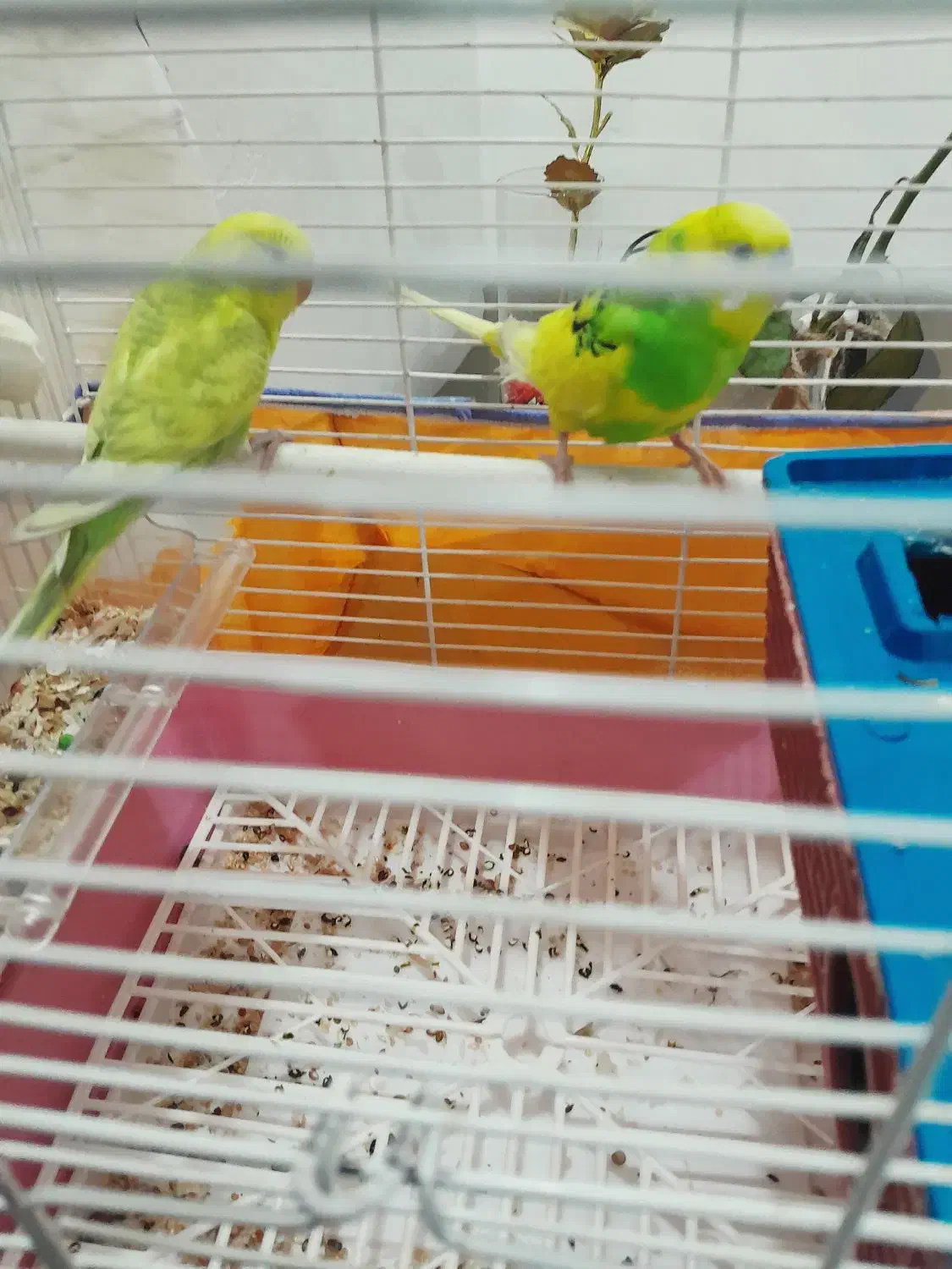 مرغ عشق اسطوره|پرنده|کرمان, |دیوار