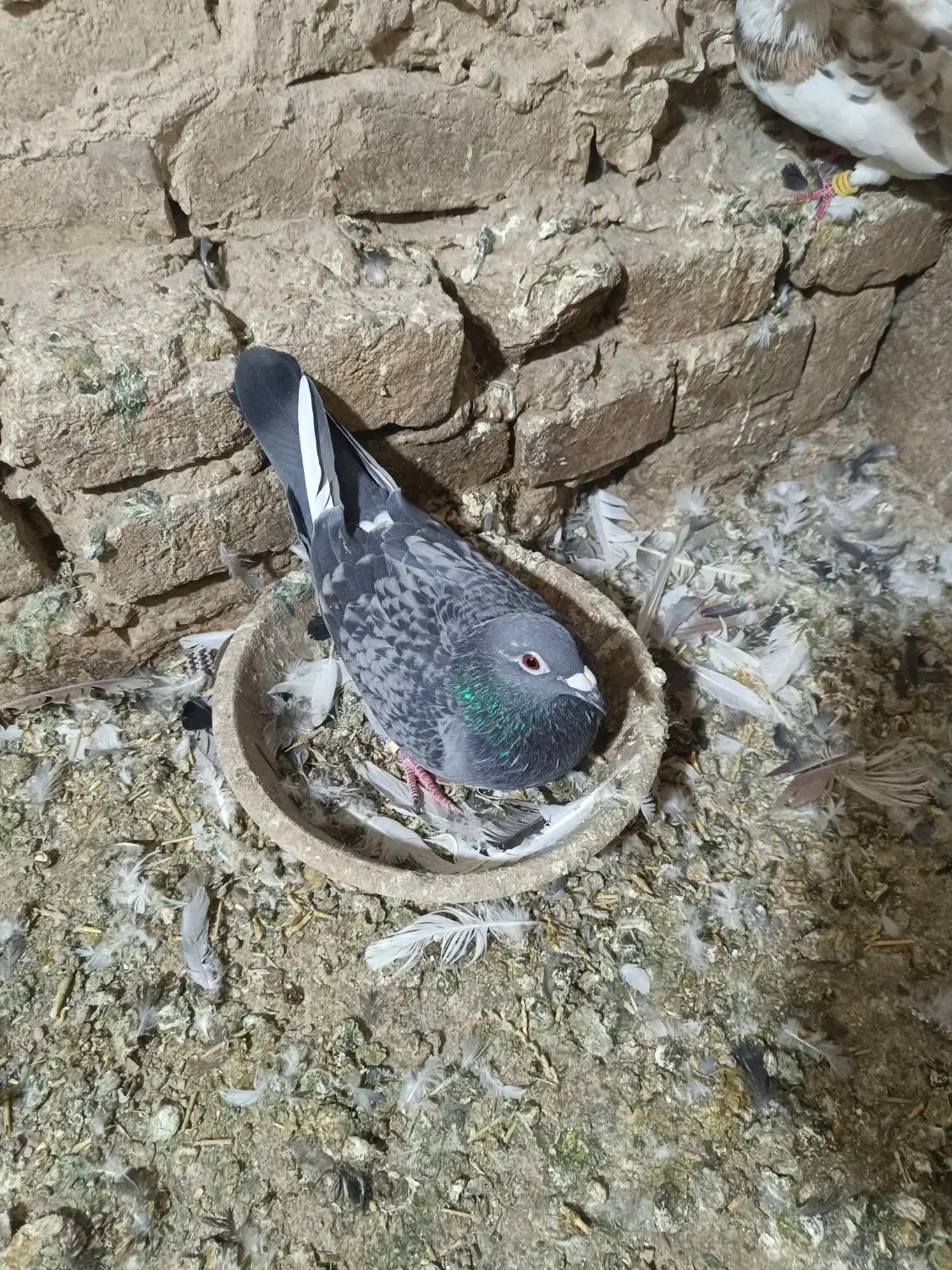 کبوتر|پرنده|خاوران, |دیوار