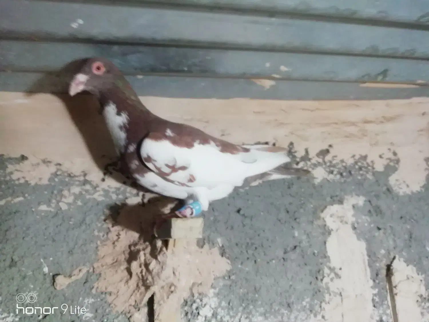 کفتر|پرنده|مشهد, الهیه|دیوار