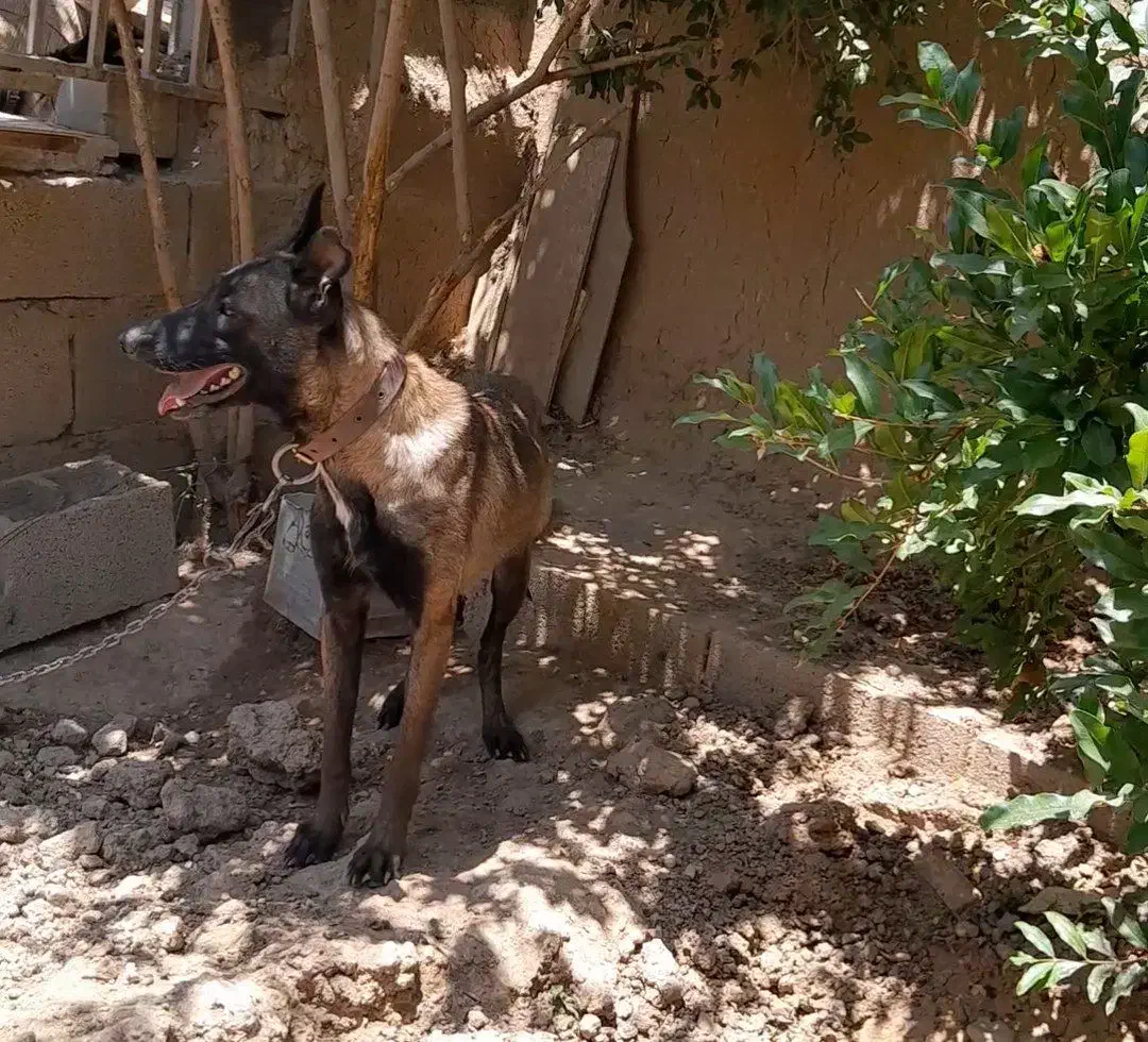 ی جفت مالینیوز بایک عدد توله ماده|سگ|اصفهان, خوراسگان|دیوار