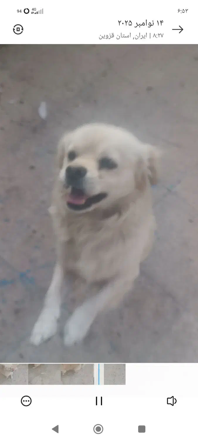 سگ پاکوتا|سگ|محمدیه-قزوین, |دیوار