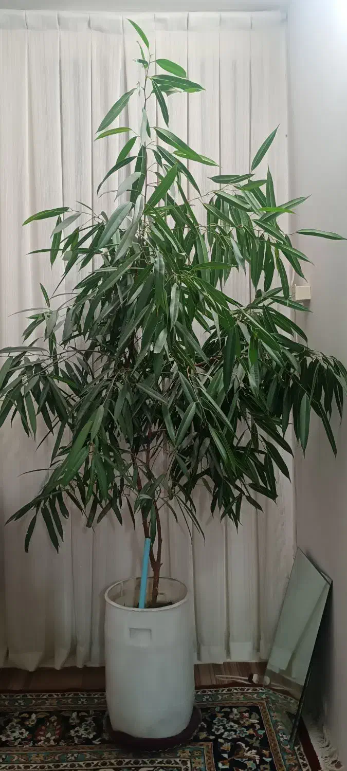 گل بنجامین امستل|گل و گیاه طبیعی|مشهد, رسالت|دیوار